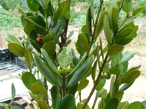 福木樹|フクギ（福木） (Garcinia subelliptica)の特徴,育て方,。